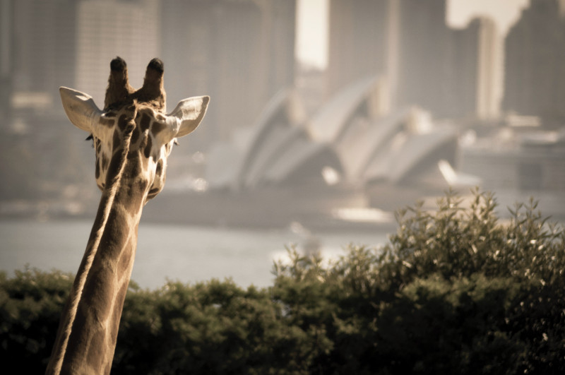 A giraffe on Taronga Zoo looking at the Sydney Opera House.